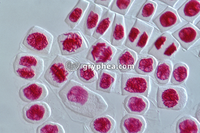 Mitoses de cellules de racine d'Ail dissociées - coloration Feulgen x160 - gryphea.com